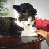 Gentle Deshedding Glove [Restocked]