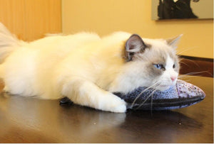 Cat Fish Plushies with FREE catnip